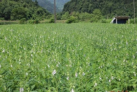 Đakrông: Dự kiến chuyển đổi 83,09 ha lúa thiếu nước sang trồng các loại cây khác trong năm 2023