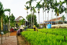 Vườn ươm giống cây lâm nghiệp mang lại thu nhập ổn định cho người dân thôn An Mỹ