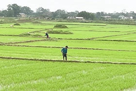 Tập trung chăm sóc, thúc đẩy sự sinh trưởng của các loại cây trồng