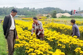 Chú trọng mở rộng mô hình trồng hoa ở An Đôn