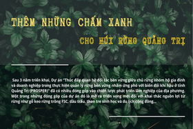 Thêm những chấm xanh cho núi rừng Quảng Trị