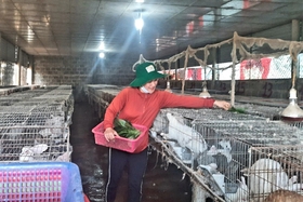 Nhân rộng mô hình nuôi thỏ thương phẩm ở Hướng Hóa