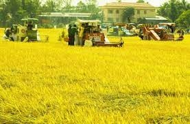 Đừng để nhỏ dần cánh đồng lớn