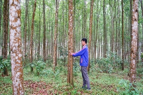 Trồng rừng gỗ lớn - vượt qua thách thức để phát triển bền vững. Bài 2: Vì sao người dân vẫn chưa mặn mà với rừng gỗ lớn?
