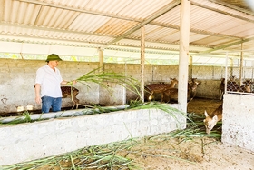 Triển vọng từ mô hình nuôi hươu sao lấy nhung