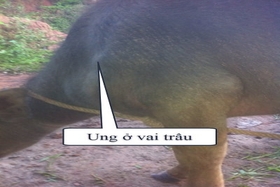 1 thôn có 13 con trâu bò bị chết chưa rõ nguyên nhân