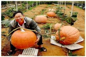 Vườn rau, quả lạ ở Đà Lạt