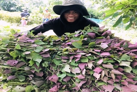 Thay đổi tập quán sản xuất cho nông dân Bản Chùa