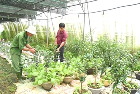 Tổ hợp tác trồng hoa An Lạc đa dạng hóa các loại hoa phục vụ Tết