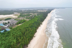 Dân làng biển giữ rừng phi lao