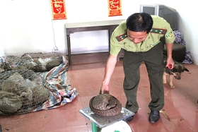 Chú trọng thực thi pháp luật về bảo tồn đa dạng sinh học và bảo vệ động vật hoang dã