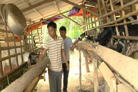 Nhân rộng mô hình chăn nuôi dê địa phương