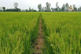 Dự kiến năm 2025 chuyển đổi 187,53 ha đất trồng lúa sang các loại cây trồng khác