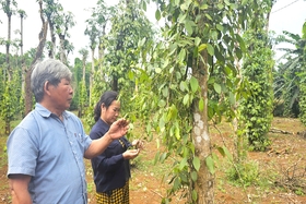 Cây hồ tiêu có nguy cơ mất mùa