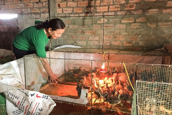 Tăng cường phòng chống đói, rét cho đàn vật nuôi