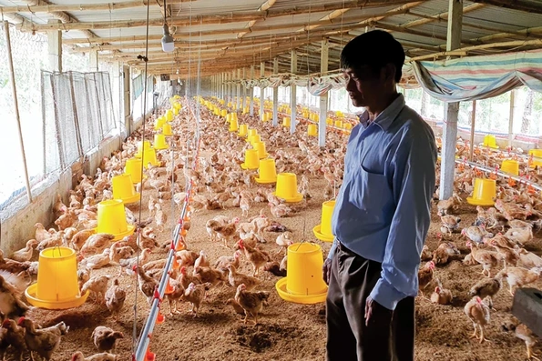 Kinh tế trang trại, liên kết để phát triển