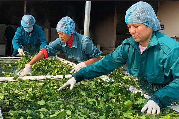 40 hộ dân thôn Bản Chùa được nâng cao năng lực về trồng và sơ chế dược liệu
