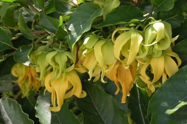 Luyến lưu hương hoa dẻ