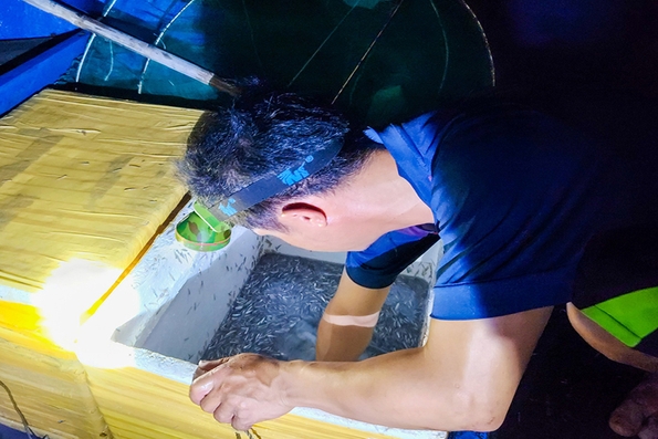 Nghề vớt cá me cho thu nhập khá