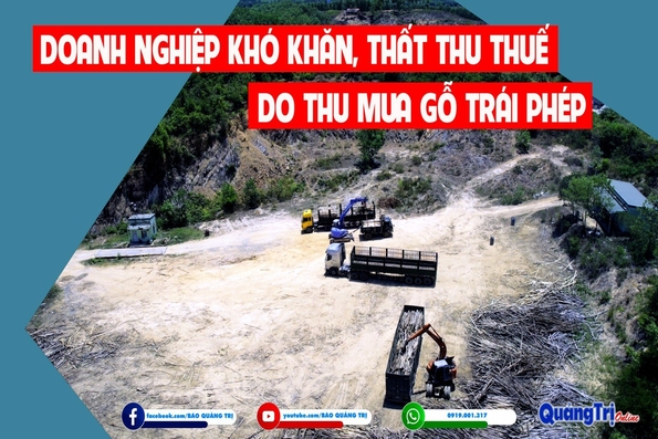 Doanh nghiệp khó khăn, thất thu thuế do thu mua gỗ trái phép