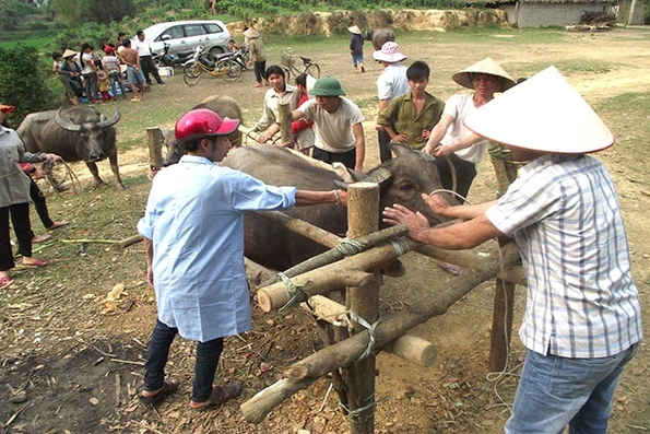 Tỉ lệ tiêm phòng vắc xin cho đàn trâu bò vụ thu chưa đảm bảo yêu cầu bảo hộ dịch bệnh