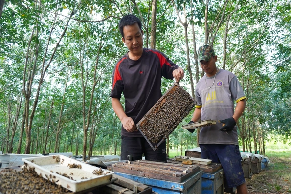 Đưa ong đi tìm những mùa hoa