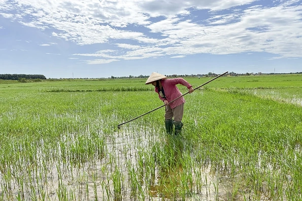 Tập trung chăm sóc lúa vụ hè thu