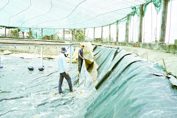 Cẩn trọng trước vụ nuôi tôm mới