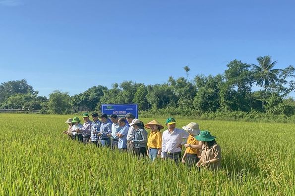 Không ngừng làm mới bộ giống lúa chủ lực của tỉnh