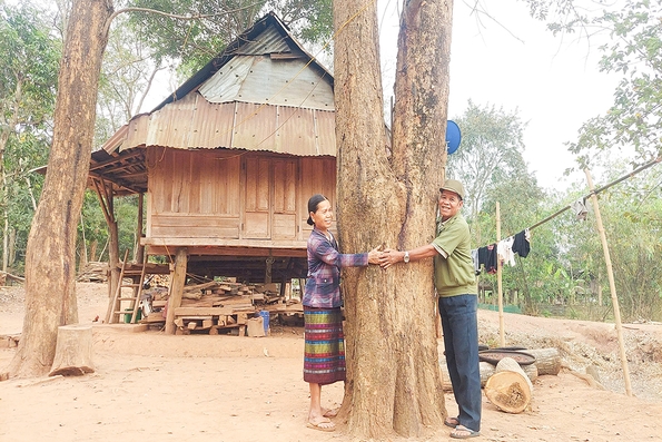 Tăng cường bảo tồn loài gỗ trắc, giáng hương ở miền Tây Quảng Trị