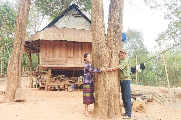 Tăng cường bảo tồn loài gỗ trắc, giáng hương ở miền Tây Quảng Trị