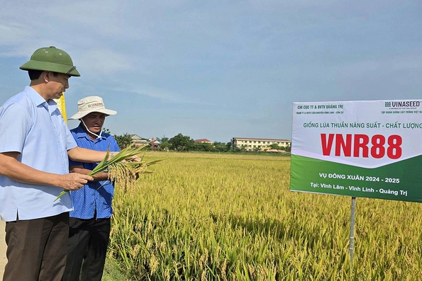 Đẩy mạnh khảo nghiệm các giống lúa mới