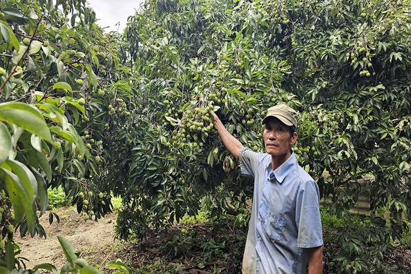 Lão nông đam mê với cây ăn quả