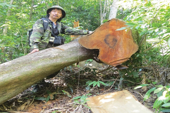 Băng rừng tìm...lâm tặc