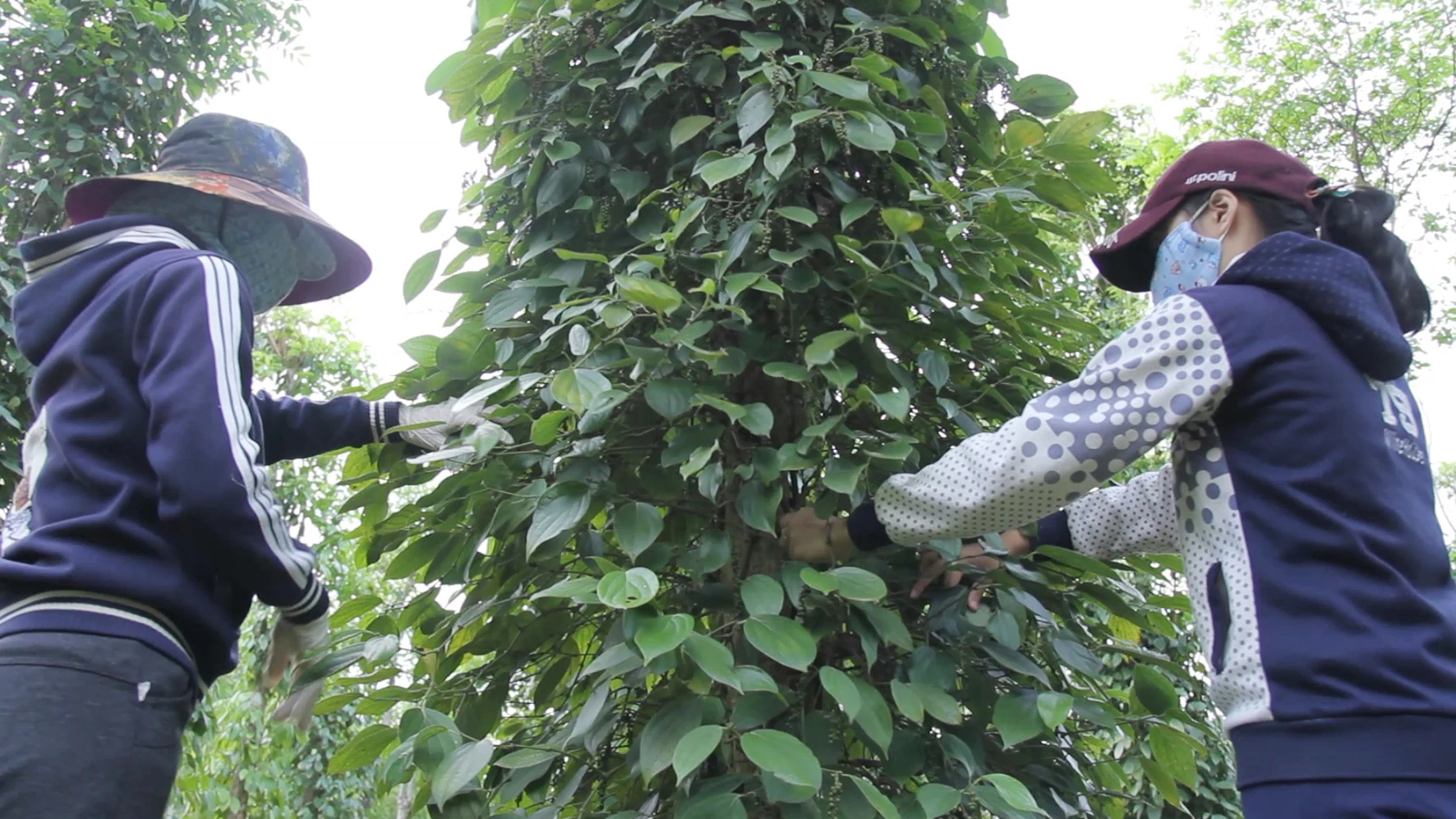 Sản phẩm tiêu Cùa được cấp Giấy chứng nhận hệ thống phân tích mối nguy và điểm kiểm soát tới hạn