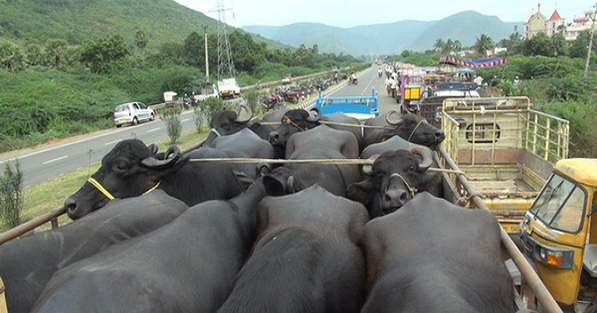 Tăng cường ngăn chặn, xử lý trường hợp buôn bán, vận chuyển trái phép trâu, bò qua biên giới