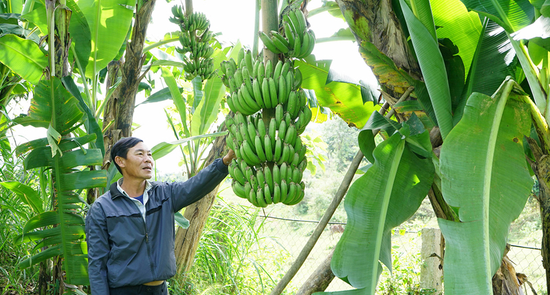 Trồng chuối trên đất Lào