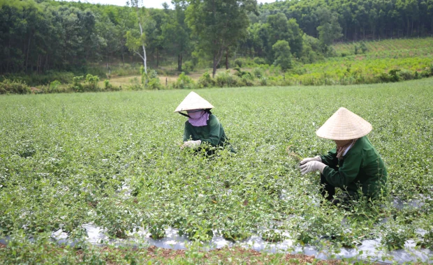 OCOP của miền sương ngọt