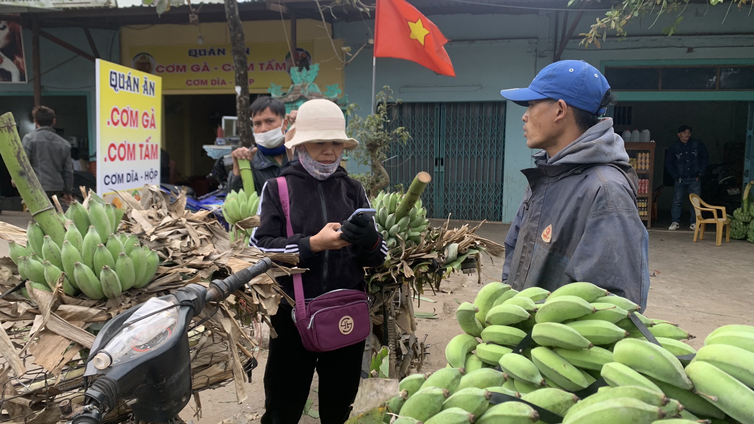Hướng Hóa: Giá chuối mật mốc tăng cao, nông dân phấn khởi