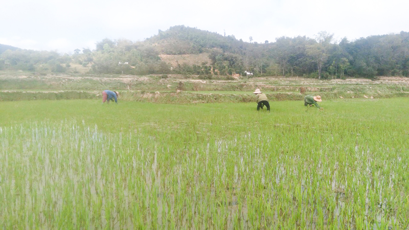 Nông dân Hướng Hóa tập trung chăm sóc lúa đông xuân