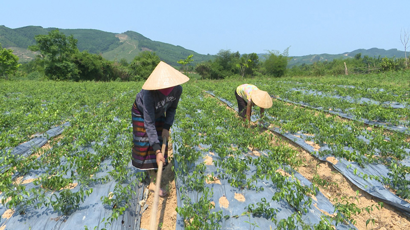 Bảo tồn lễ hội cầu mùa của đồng bào Vân Kiều ở Bản Chùa