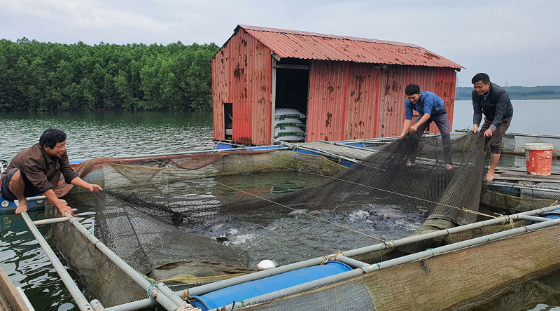 Đánh thức tiềm năng nuôi thủy sản trong lồng bè