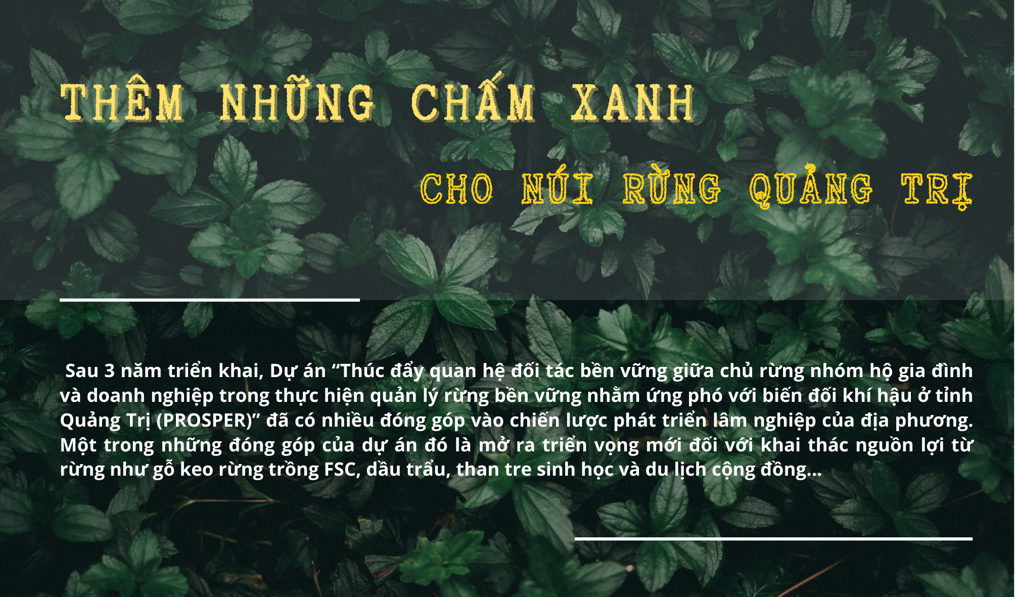 Thêm những chấm xanh cho núi rừng Quảng Trị