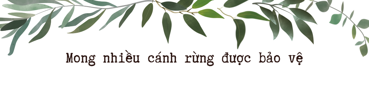 Thêm những chấm xanh cho núi rừng Quảng Trị
