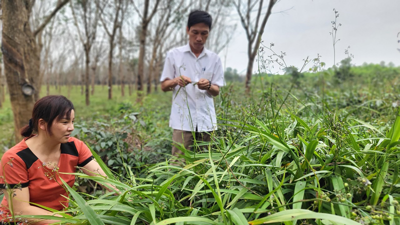 Tự phát triển vùng nguyên liệu để sản xuất hương sạch bền vững