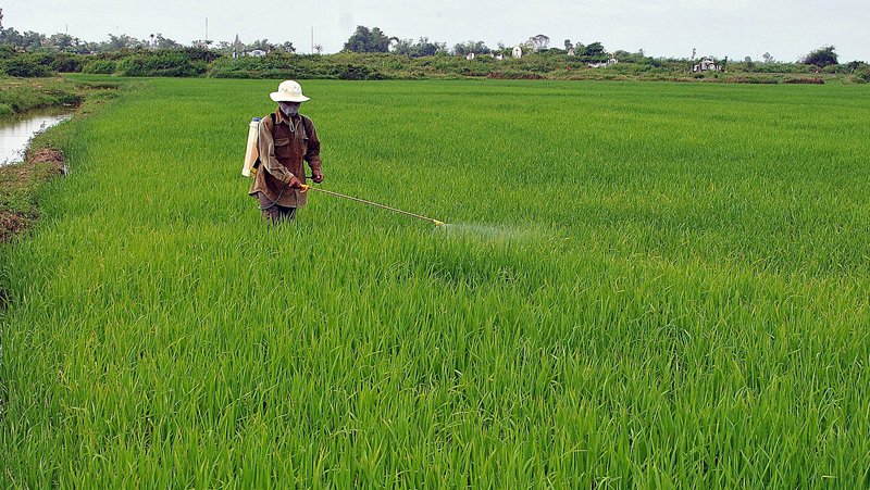 Khẩn trương bảo vệ lúa vụ đông xuân