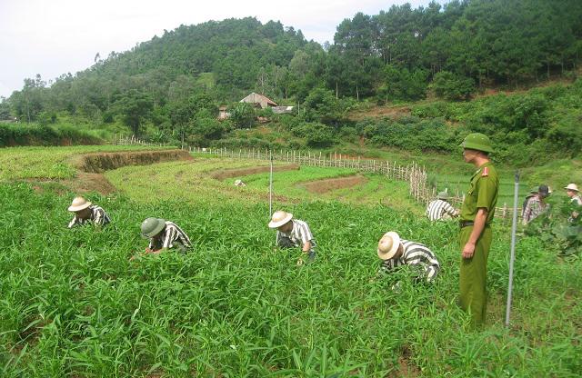 Thí điểm mô hình lao động, dạy nghề cho phạm nhân ngoài trại giam