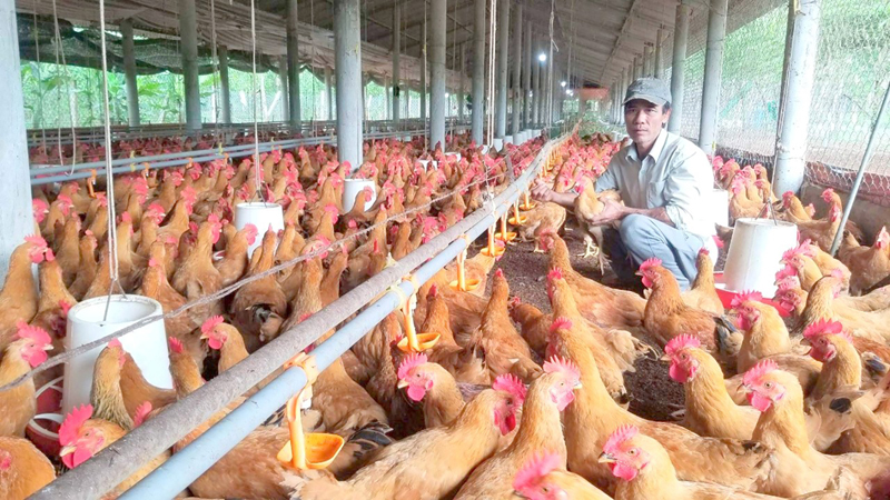 Nông dân Gio Linh nỗ lực xây dựng quê hương