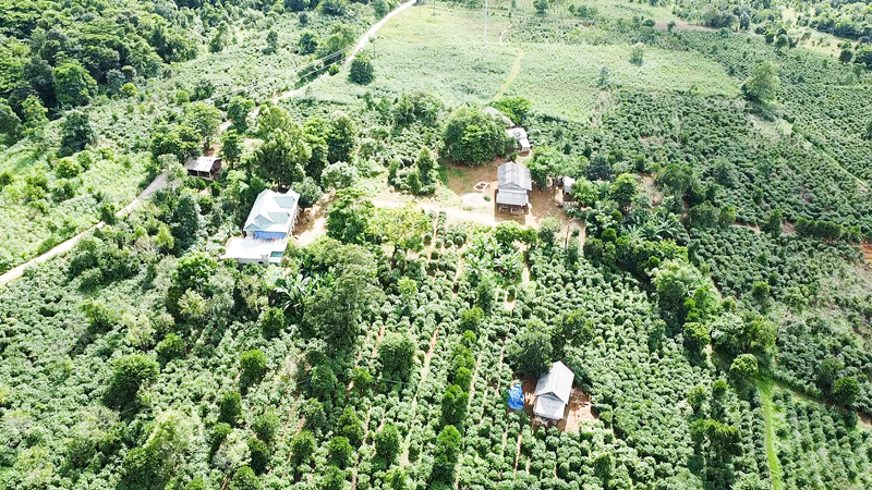 Phát triển cà phê đặc sản: Cơ hội và thách thức. Bài 2: Cần những giải pháp thích ứng, hiệu quả