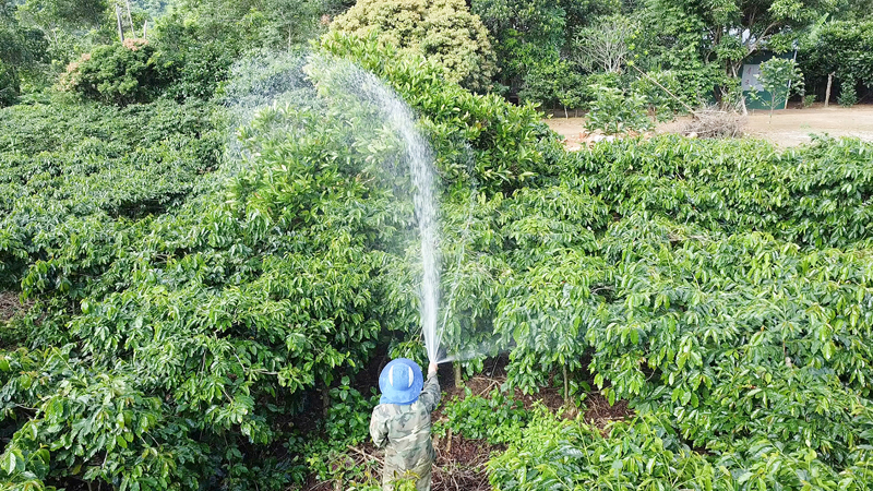 Phát triển cà phê đặc sản: Cơ hội và thách thức. Bài 2: Cần những giải pháp thích ứng, hiệu quả